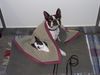 Boston Terrier Hund