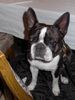 Boston Terrier Hund