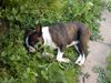 Boston Terrier Hund