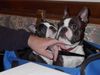 Boston Terrier Hund