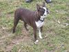 Boston Terrier Hund