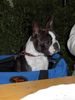 Boston Terrier Hund