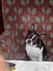 Boston Terrier Hund