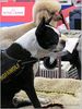 Boston Terrier Hund