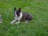 Boston Terrier Hund