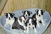 Boston Terrier Hund