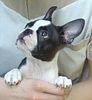 Boston Terrier Hund