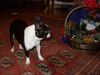 Boston Terrier Hund