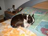 Boston Terrier Hund