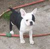 Boston Terrier Hund