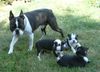 Boston Terrier Hund