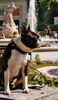 Boston Terrier Hund