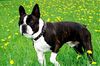 Boston Terrier Hund