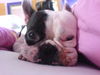 Boston Terrier Hund