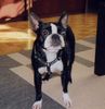 Boston Terrier Hund