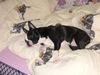 Boston Terrier Hund