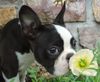 Boston Terrier Hund