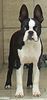 Boston Terrier Hund