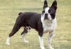 Boston Terrier Hund