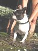 Boston Terrier Hund