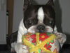 Boston Terrier Hund