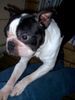 Boston Terrier Hund