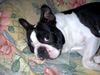 Boston Terrier Hund