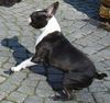 Boston Terrier Hund