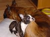 Boston Terrier Hund