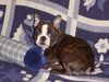 Boston Terrier Hund