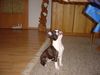 Boston Terrier Hund