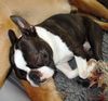 Boston Terrier Hund