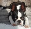 Boston Terrier Hund