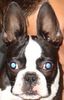 Boston Terrier Hund