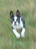 Boston Terrier Hund