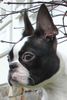 Boston Terrier Hund