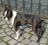 Boston Terrier Hund