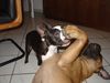 Boston Terrier Hund