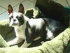 Boston Terrier Hund