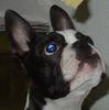 Boston Terrier Hund