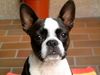 Boston Terrier Hund