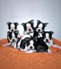 Boston Terrier Hund