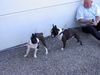 Boston Terrier Hund