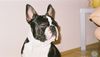 Boston Terrier Hund