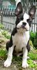 Boston Terrier Hund