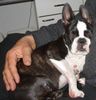 Boston Terrier Hund