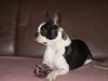 Boston Terrier Hund