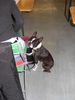 Boston Terrier Hund