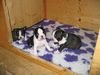 Boston Terrier Hund