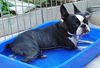 Boston Terrier Hund